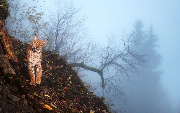 The lynx was reintroduced in Switzerland in 1971. 