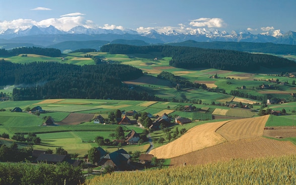 Зеленые и желтые пространства, простирающиеся насколько хватает глаз, представляют собой сельскохозяйственные земли региона Эмменталь, расположенного в центральной части Швейцарского плато в кантоне Берн.