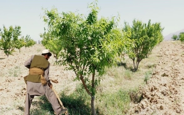 Almond orchard established in Gurbuz district of Khost