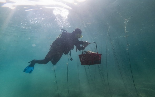 Prof. Dr. Albert Hafner during underwater exploration at the Lin site