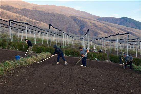Local farmers sorting the seedlings in the My Forest Armenia’s nursery on the eve of planting. Fall 2023, Lori, Armenia 