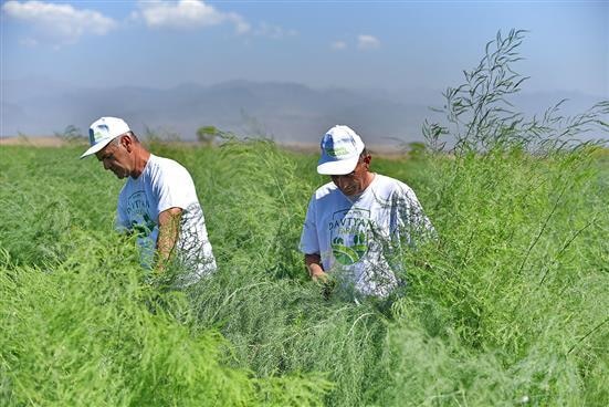 Example of a “Catalyst” lead farmer: Davtyan Farms is a farm of 33.4 hectares growing asparagus, fruit (orchards) and wheat, which is organically certified. Davtyan has established successful and growing export links to Russia and Dubai and has demand from markets in Europe. To increase supply Davtyan has begun working with 9 other farmers on asparagus acting as an adviser on growing and quality and as a buyer and exporter.