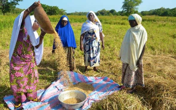 Récolte de riz par les femmes partenaires du Programme d’Appui au Secteur du Développement Rural, phase 3 (PASDeR3) de la Coopération suisse au Bénin