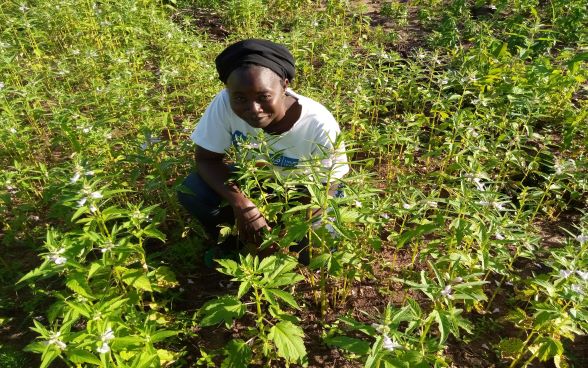A farmer poses in her sesame field.
