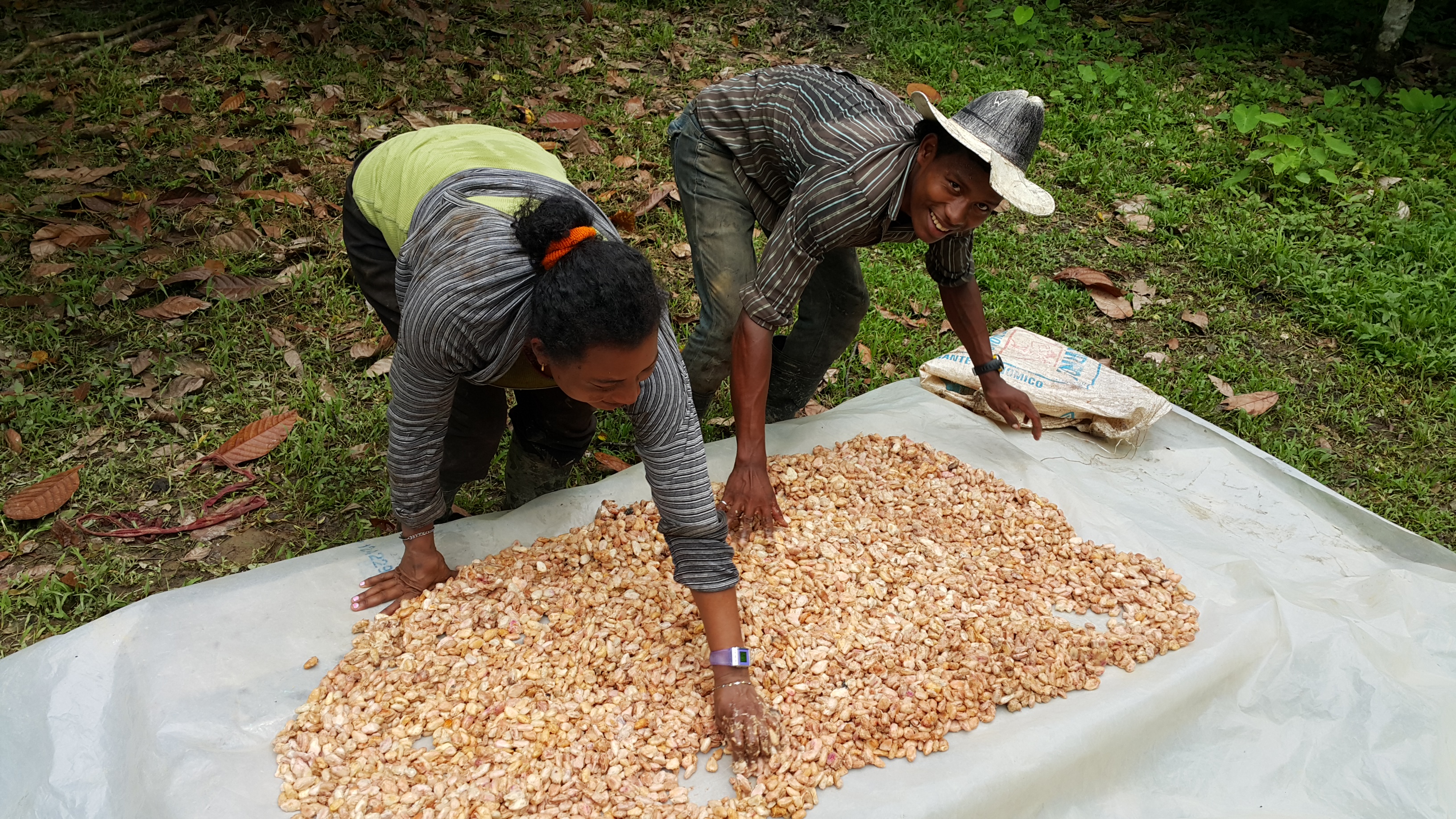 Secado de cacao Mosquitia