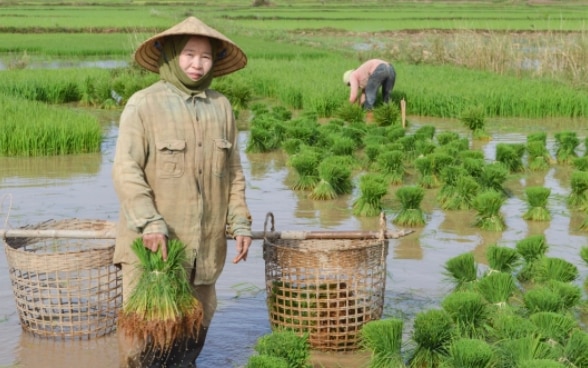 Lao rice paddy farmer.