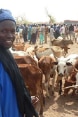 Marché de bétail de Togonaso dans le cercle de Koutiala (région de Sikasso)