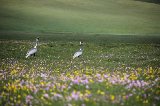 Cranes in Mongolia