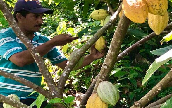 Procacao Regional