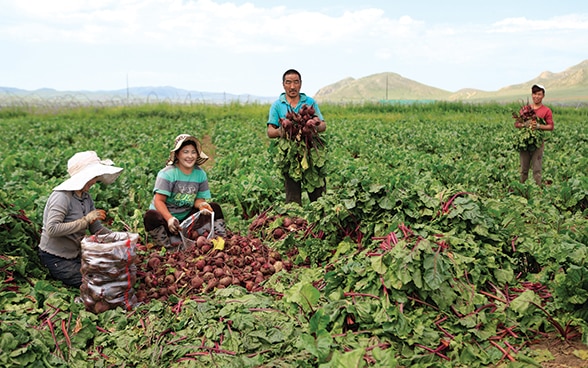 Asian women and men harvest vegetables together in a field.