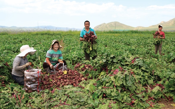 Una familia cosechando verduras en un campo.