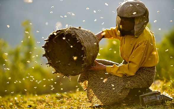 A beekeeper holds a beehive in her hand from which wild bees fly out.