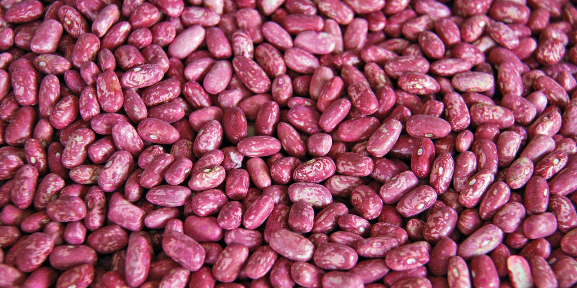 Close-up of speckled red beans.