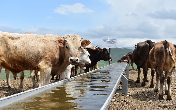 Cows at a water trough.