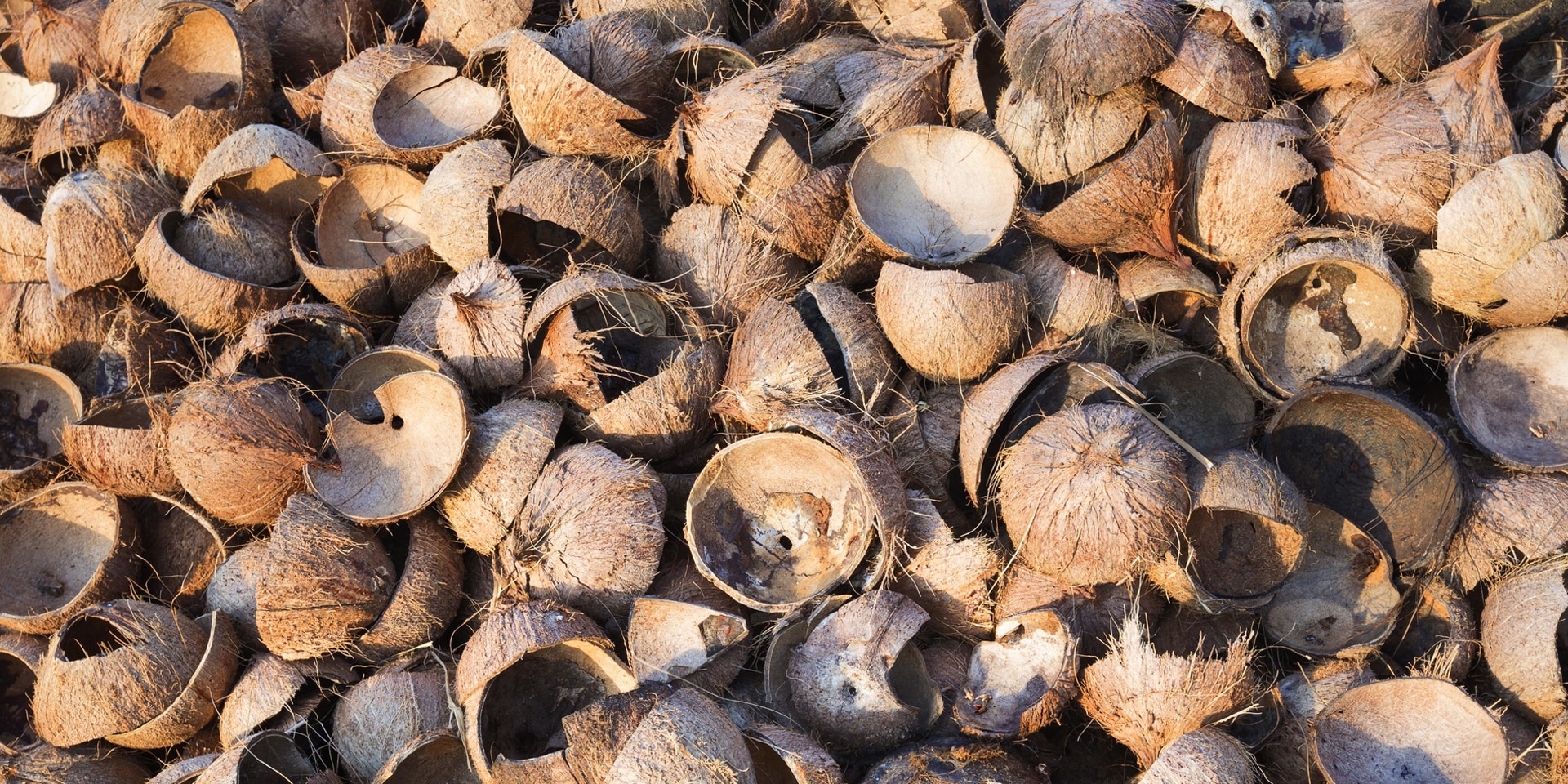 Des dizaines de coques vides de noix de coco jonchent le sol.
