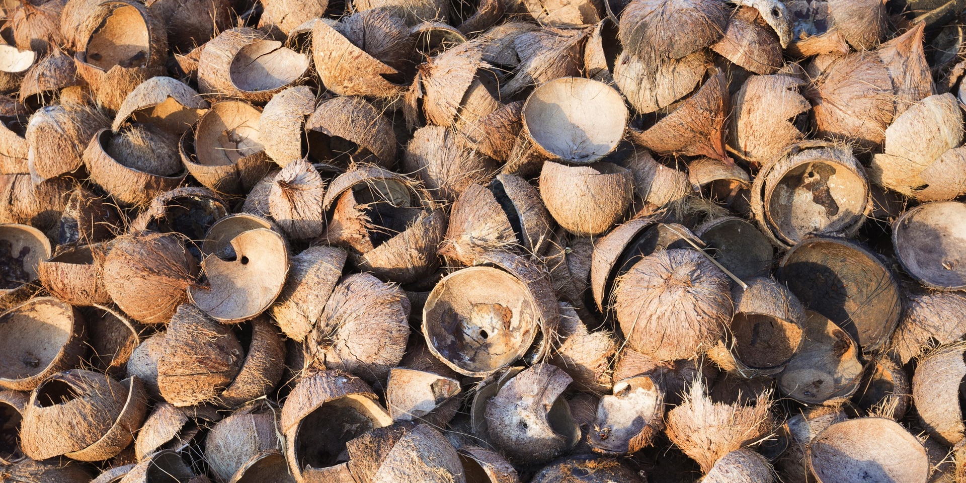 Dozens of coconut shells strewn on the ground.