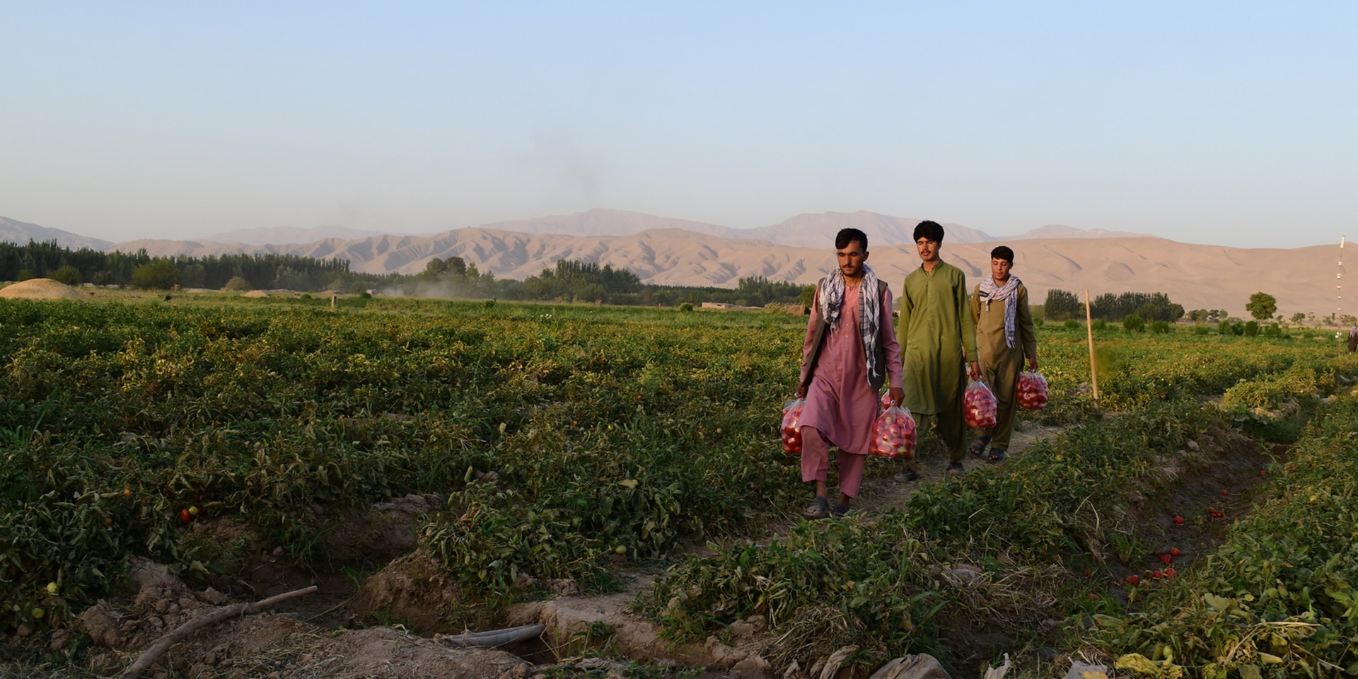 Jeunes hommes dans un champ de tomates en Afghanistan.