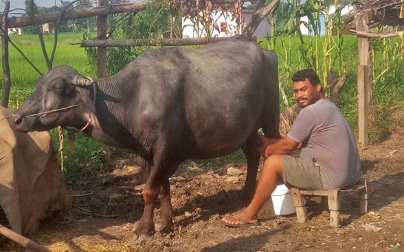 Lal Bahadur Koli beim Melken einer Wasserbüffelkuh. 