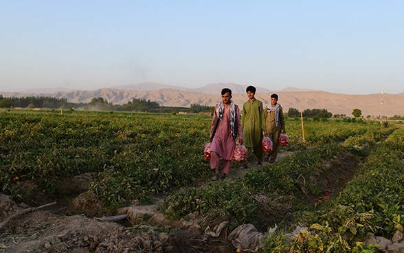 Three men carry their harvest through a field in Afghanistan.