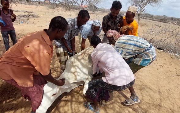 Un groupe d’hommes tentent de sauver une vache étendue sur le sol. Derrière eux, un jeune garçon regarde la scène.