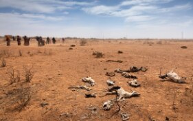 Drought and famine in the Horn of Africa – a vicious circle of multiple crises 