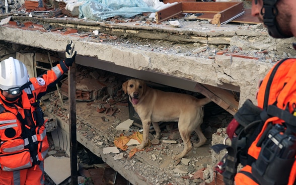 Three members of the rescue chain stand in front of debris of a collapsed house. A dog stands on a piece of debris.