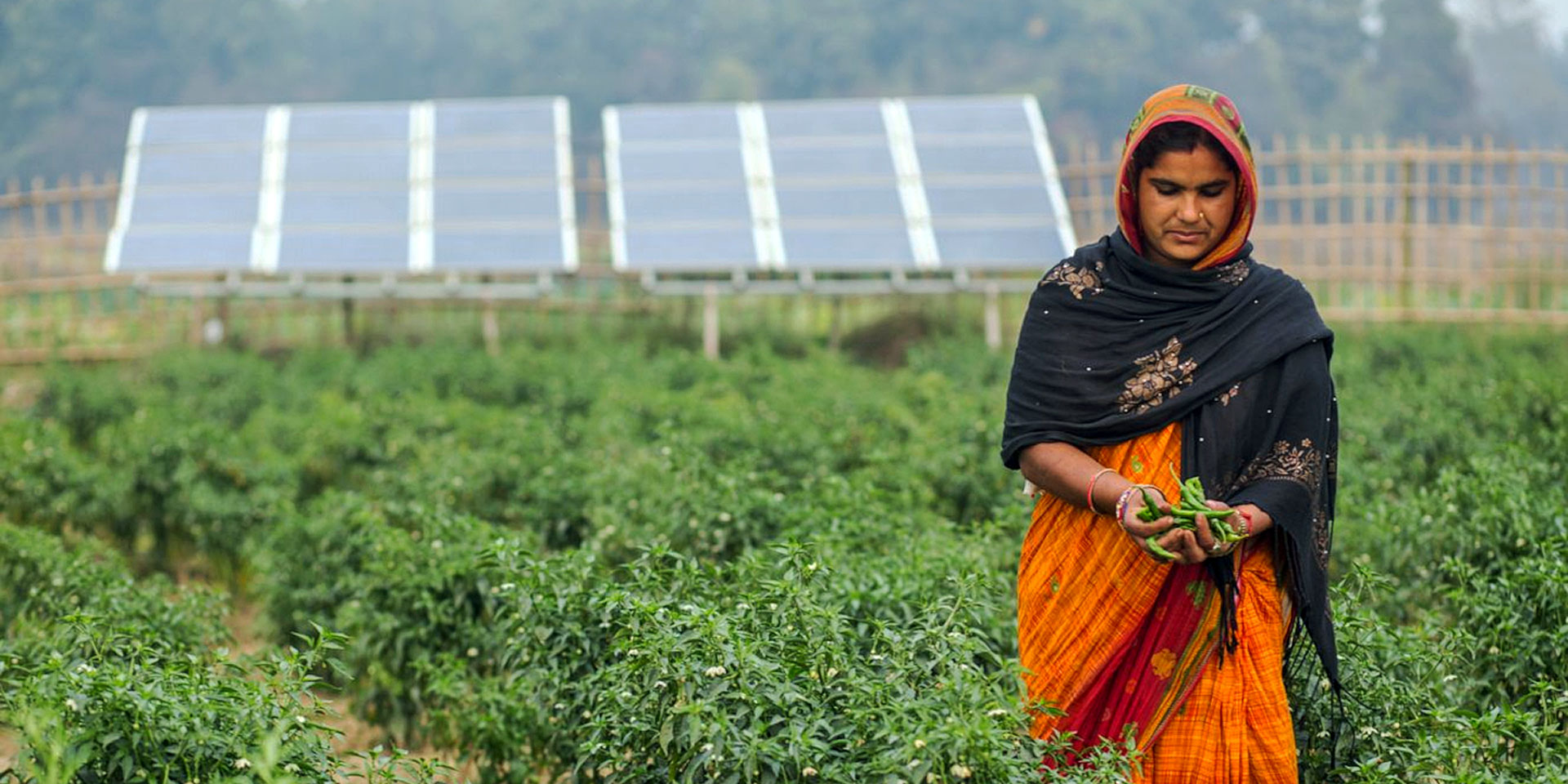 Eine Frau in einem orangen Sari erntet frisches, grünes Gemüse in einem sonst trockenen Gebiet. Im Hintergrund sind Solaranlagen erkennbar.