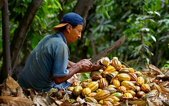 Un homme cultive du cacao.