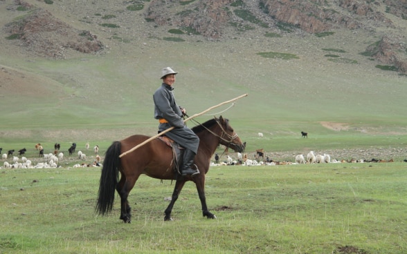 Mongolian shepherd on his horse.