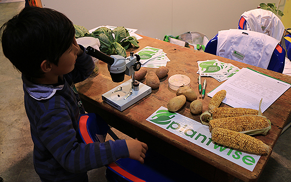 A child at the SDC’s special exhibition for OLMA 2015, looking through a microscope.