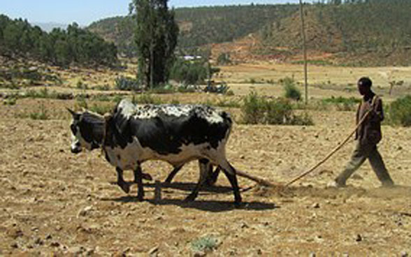 African farmer ploughing a field with an ox.