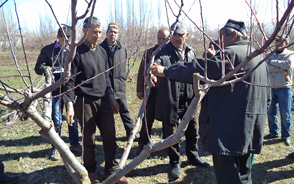 Tajik farmers are taught tree-care methods in a reforested area.