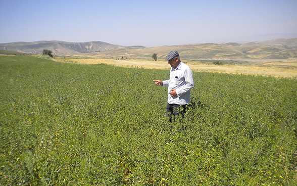 Un agronome de Caritas dans un champ de carthames.