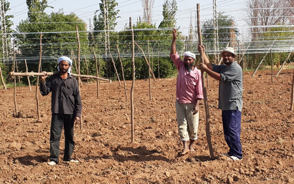 Farmers are being trained on the vertical tomatoes planting techniques which double their production. ©DDC