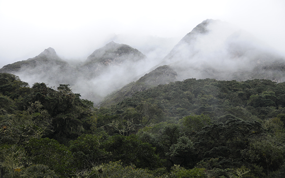 Part of the Andean forest covered in mist.