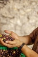 Un paysan tient des olives fraîchement récoltés dans ses mains et explique comment elles ont été cultivées.
