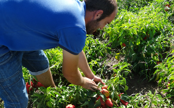 Un homme examine les légumes. 