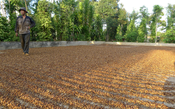A Vietnamese farmer is keeping watch on coffee beans spread out in many rows on the ground to dry in the sun.