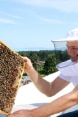 Un homme portant un chapeau d’apiculteur tient un cadre recouvert d'abeilles sur le toit d’un building.