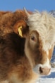 L’image montre une vache en gros plan qui porte des marques d’identification aux oreilles.