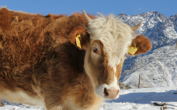 L’immagine mostra in primo piano un vitello con un marchio d’identificazione all’orecchio destro.