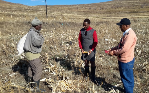 Altext : Deux experts et un agriculteur locaux dans un champ de maïs ravagé par la sécheresse. 