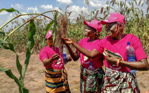 Trois femmes se tiennent debout à côté d’un plant de céréale et vérifient la qualité des semences.