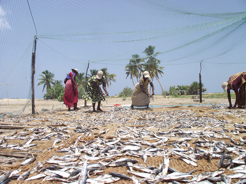 Des villageoises entreposent des poissons sur une plage pour les faire sécher.