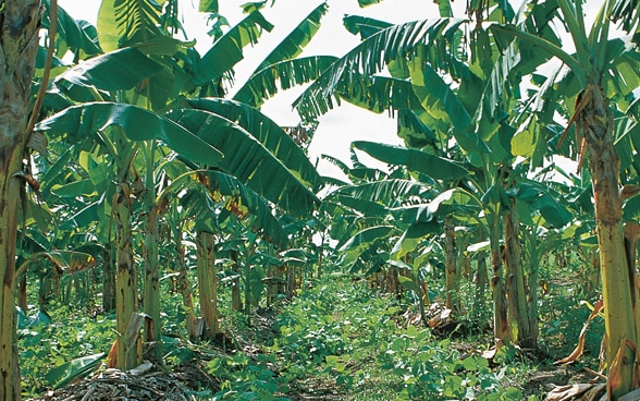 Un paysage naturel avec des bananiers.