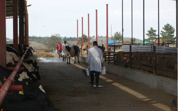 L’image montre Giorgi marchant avec son équipement d’assistant vétérinaire vers une vache.