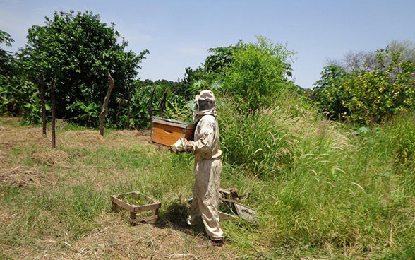 Un apicoltore al lavoro nel Darfur (Sudan). 