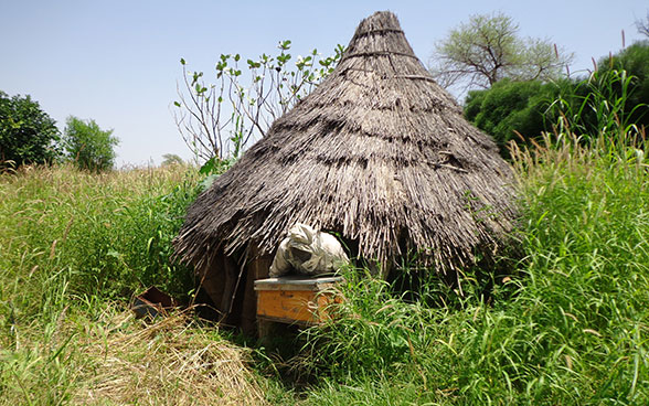 Un apicoltore esce da una capanna contenente arnie nel Darfur (Sudan).