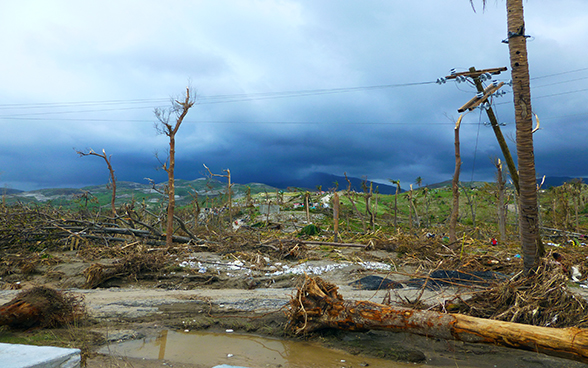 Uprooted trees lie scattered as far as the eye can see.