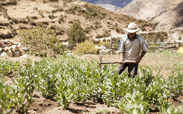 A man stands with a hoe in a vegetable bed.